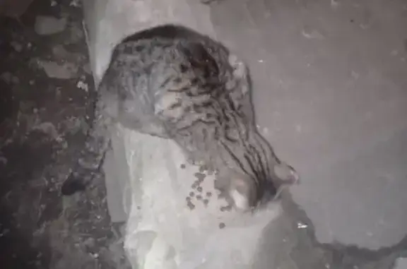 Найдена кошка, ул. Й. Кырли, 21А