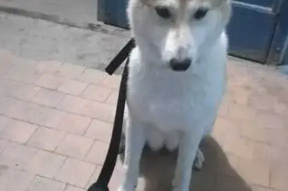 Найдена собака Лайка, ул. Стара-Загора, 31