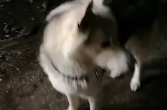 Найдена собака на 10км, пр-т Победы