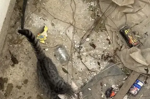 Кошка с ошейником найдена в Крыме