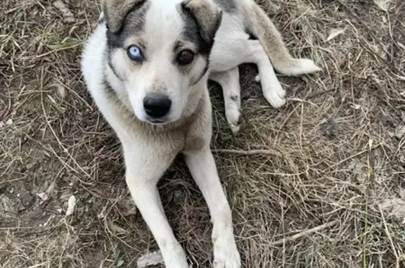 Найдена собака: Интернациональная, Н.Новгород