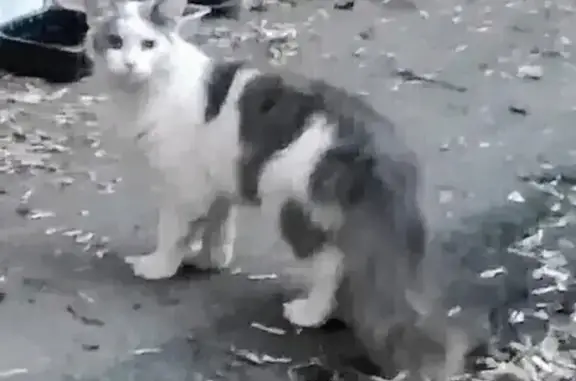 Найдена кошка: Фортунатовская, 15