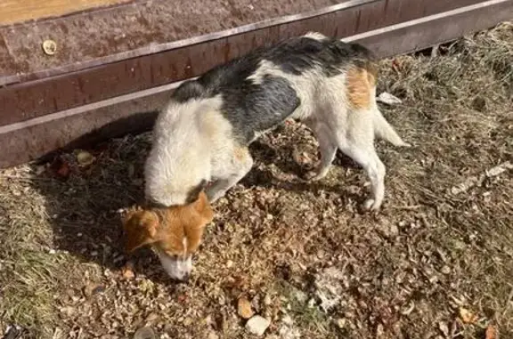 Найден пес в Куюках, Татарстан