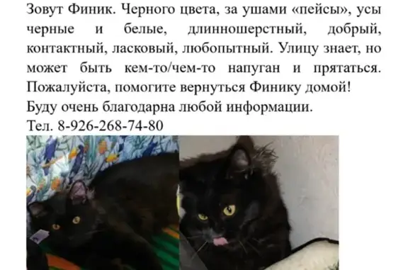 Пропал кот Финик в Дмитрове, Пушкинская 62