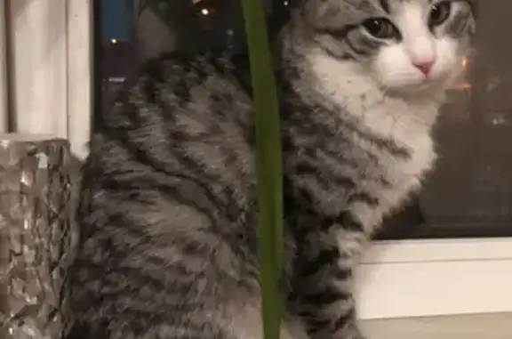 Кошки потеряшки, Санкт-Петербург, фото: Потеряшка кошка: Меншиковский пр-т, 3