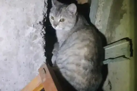 Найдена кошка на Достоевского 13