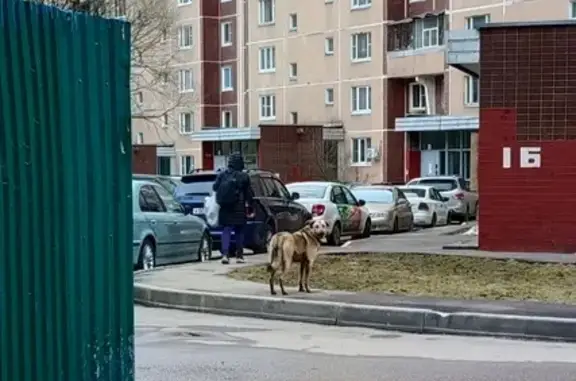 Найдена собака: Филаретовская к1126