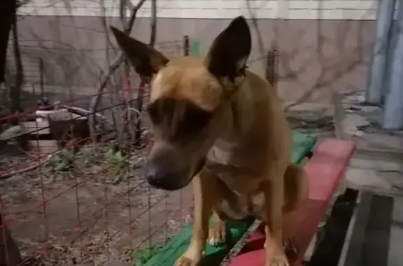 Найдена собака: Туркменская, 14