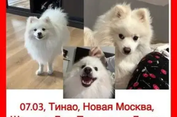 Пропала собака в ТиНАО, Новая Москва