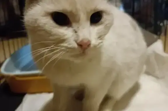 Найдена белая кошка: Ф. Полетаева, 19к2