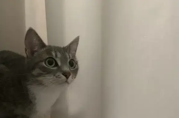 Потерянные животные Красноярск, фото: Пропала кошка: Семафорная, 243А