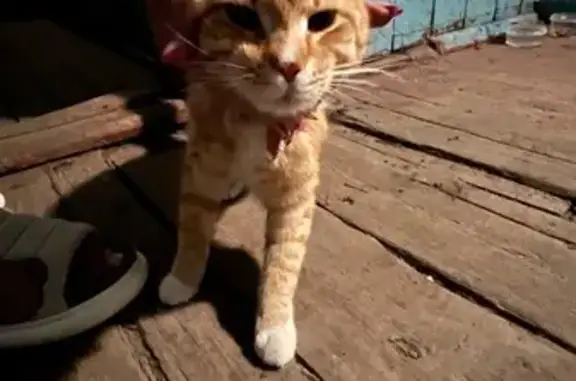 Кошка найдена: Цинковая ул., 22, Челябинск