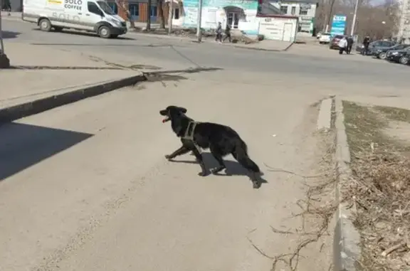 Найдена собака на ул. Орджоникидзе, 1А
