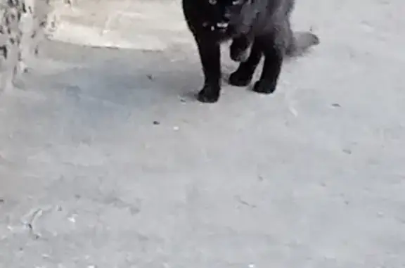 Черная кошка найдена: Кастринская, 4