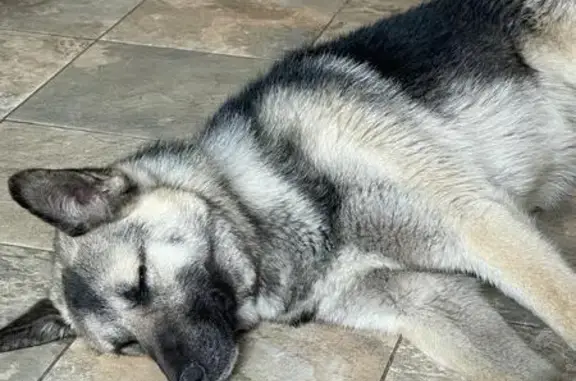 Найдена собака: Мироновская, 24 с2