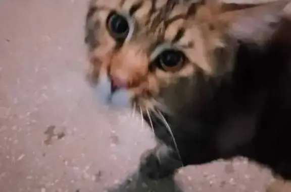 Найден кот: Наб-Нефт 16, Ухта