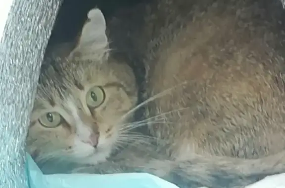 Пропала кошка: Бадаева 142, Рыбинск