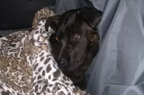 Найдена собака на Борисовском шоссе