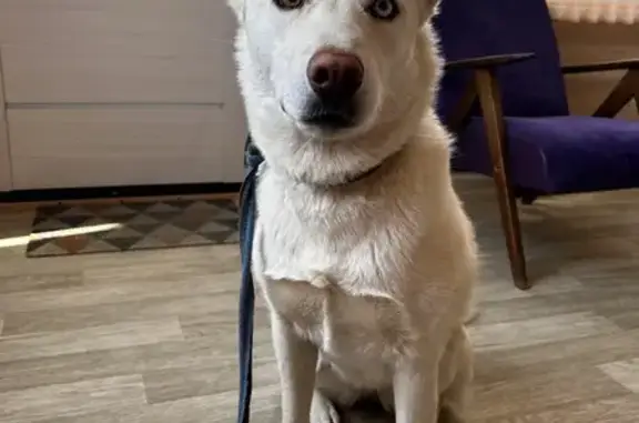 Найдена собака на Фиоленте, Севастополь