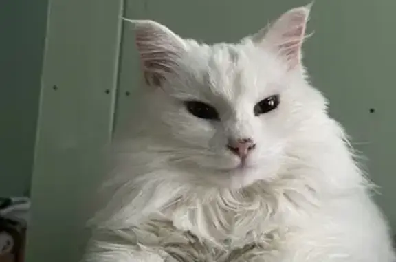 Пропала белая кошка, Набережно-Морквашское