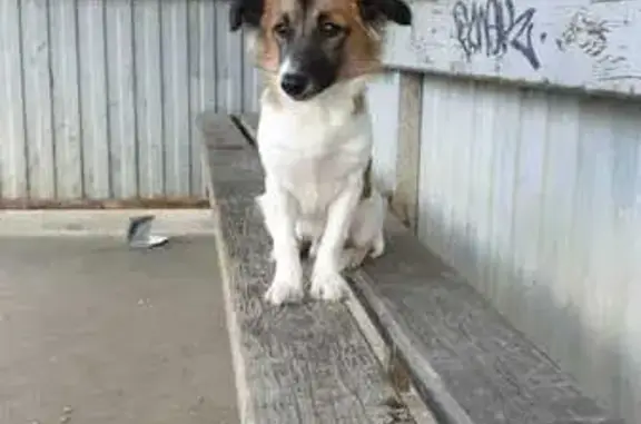 Найдена собака у Азбуки в Новознаменском