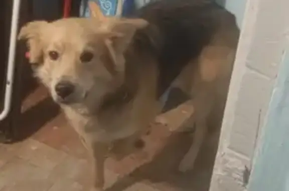 Найдена собака: Мурманск, Александрова, 20