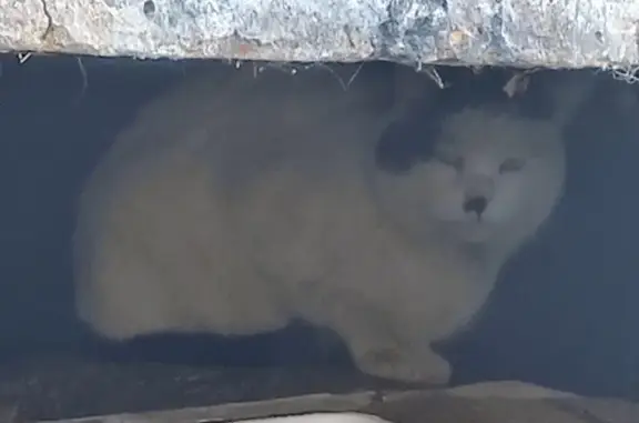 Найдена кошка: Борисовская ул., 9, Мск
