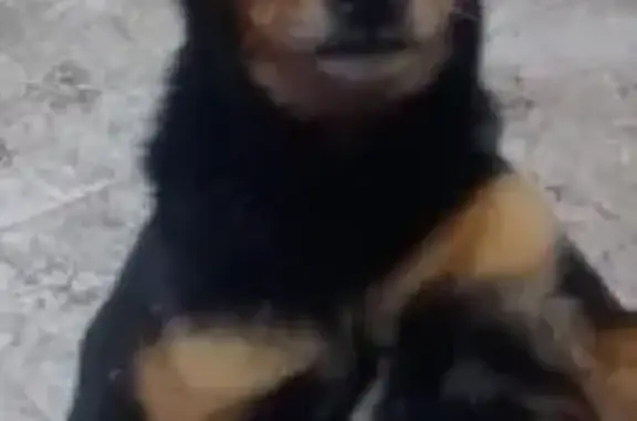 Пропала собака Моня, Туринск