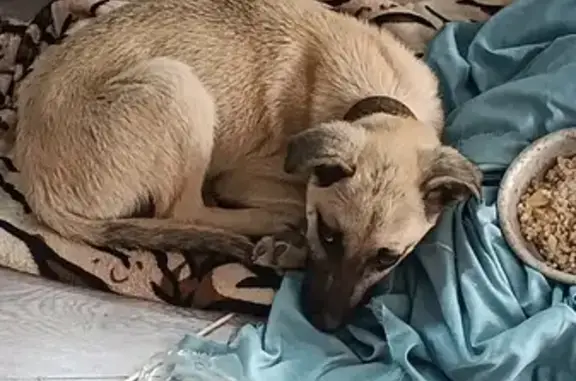 Найденные животные Петрушино, фото: Найден щенок, ул. Куйбышева, 103