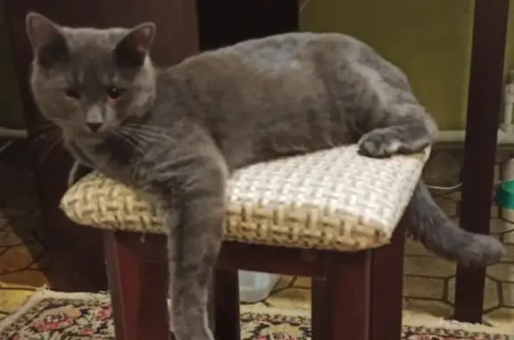 Пропал серый кот, ул. Павлова, 51