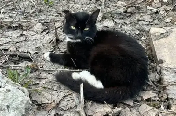 Черный кот найден: Краснозвёздная, 14