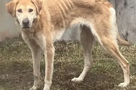 Потерянная собака в Мадаево, Нижний