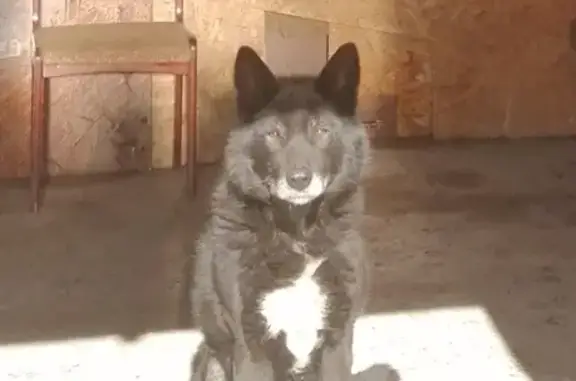 Найдена собака, Донгузская 5-й, Оренбург