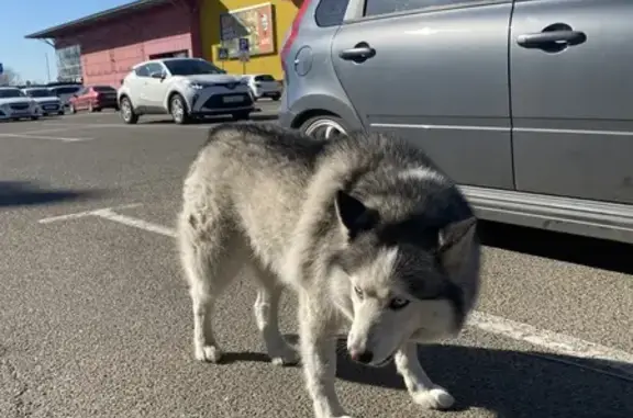 Найдена собака на Минской, Краснодар