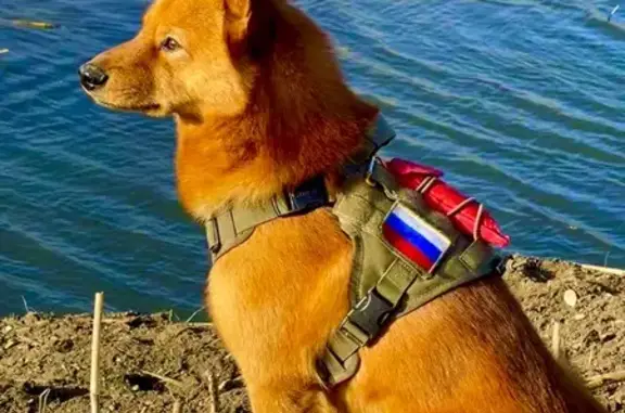 Пропала собака: Щаденко, 20, Луганск