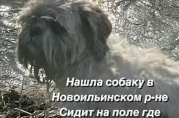 Найдена собака: Ильинка, Новокузнецк