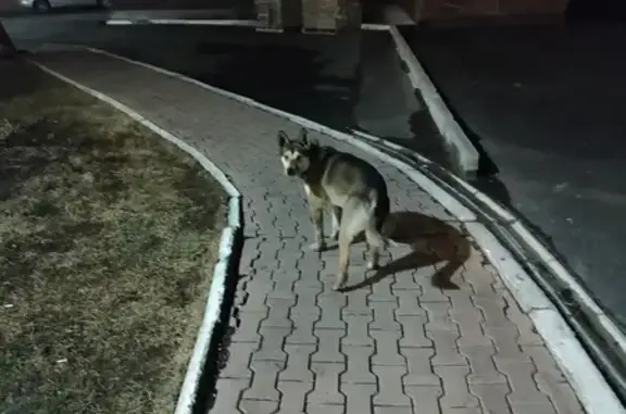 Найдена собака в Академгородке
