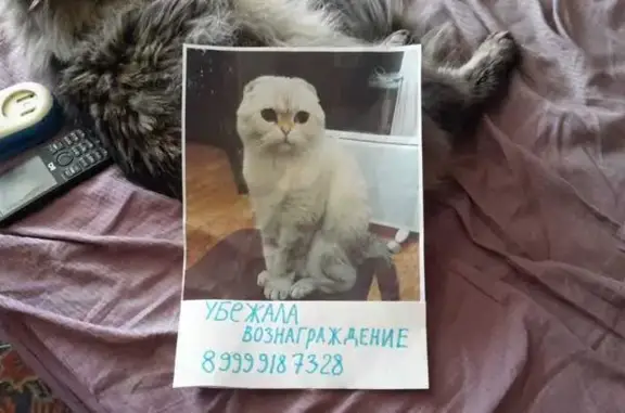 Пропала кошка: Боровицкая, Москва