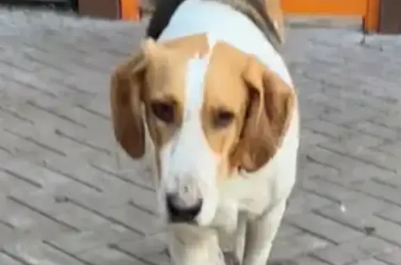 Найдена собака в Сколковском парке!