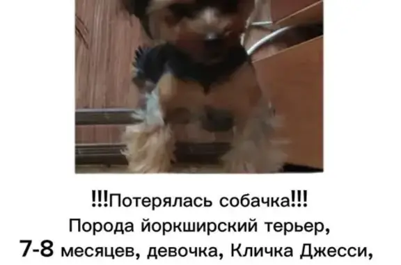 Пропала собака: Мамина, 29А, Челябинск