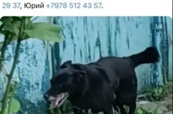Пропал пёс: Советская пл., Крым