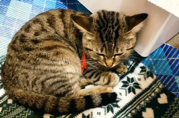 Найдена кошка: Коминтерна, 24, Пермь