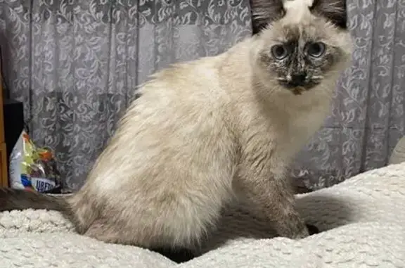 Пропала сиамская кошка: Юбилейная, 26