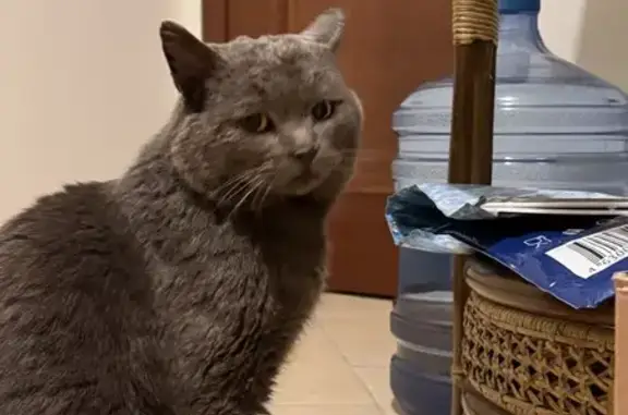 Найдена серая кошка у санатория Сибирь
