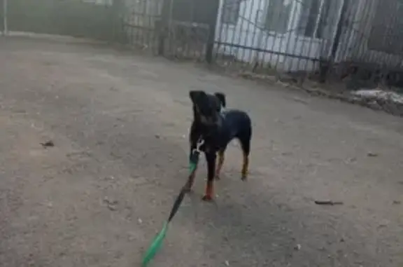 Найдена собака, Институтская ул.