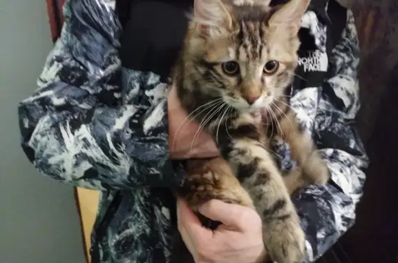 Найдена кошка, Боровская ул. 5, Тюмень
