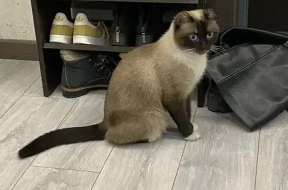 Найдена сиамская кошка, ул. Котовского, 32
