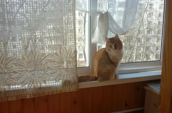 Найдена кошка на Болотниковской