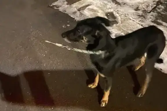 Найден щенок, Московская ул., Пушкин