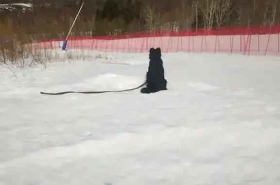 Найдена собака, Ски-кросс, Южно-Сахалинск